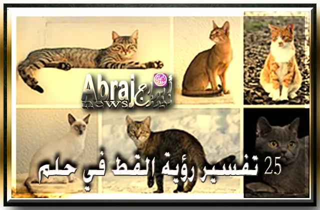 25 تفسير رؤية القط في المنام دلالات رؤية القط