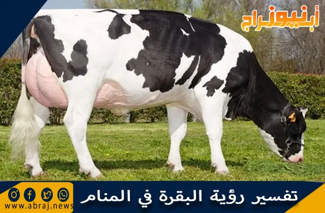 تفسير رؤية البقرة في المنام