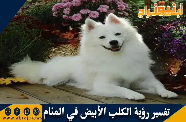 تفسير رؤية الكلب الأبيض في المنام بالتفصيل