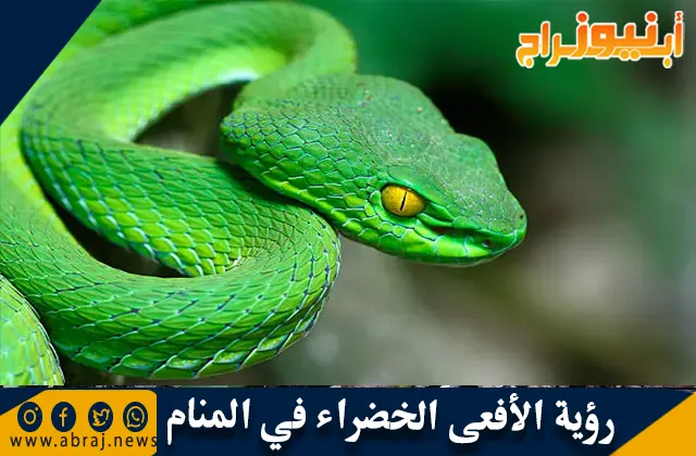 رؤية الأفعى الخضراء في المنام