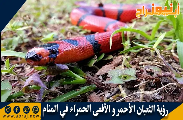 رؤية الثعبان الأحمر و الأفعى الحمراء في المنام