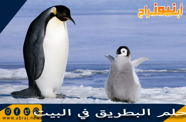 تفسير رؤية البطريق في المنام وحلم البطريق في البيت