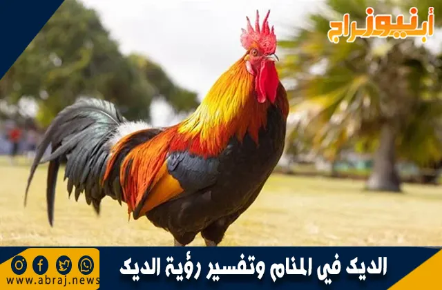 الديك في المنام وتفسير رؤية الديك بالتفصيل