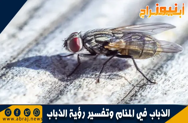 الذباب في المنام وتفسير رؤية الذباب بالتفصيل