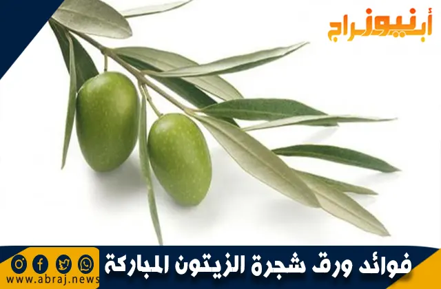 فوائد ورق شجرة الزيتون المباركة