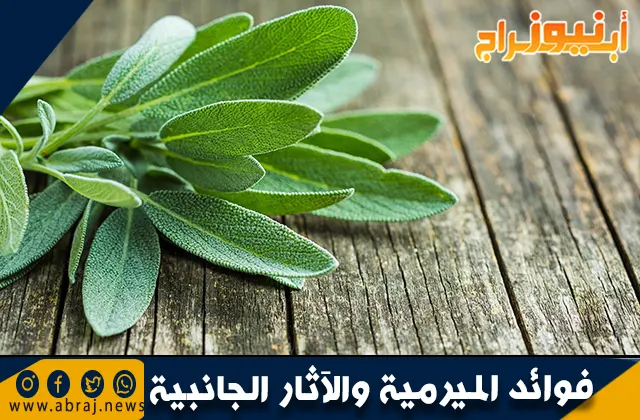 فوائد الميرمية والآثار الجانبية التي قد تحدث عند الإفراط في استخدامها