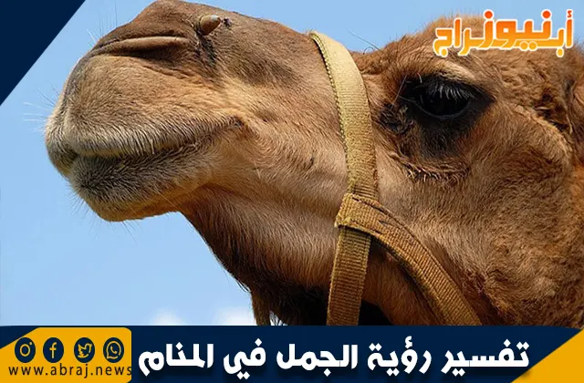 تفسير رؤية الجمل في المنام 