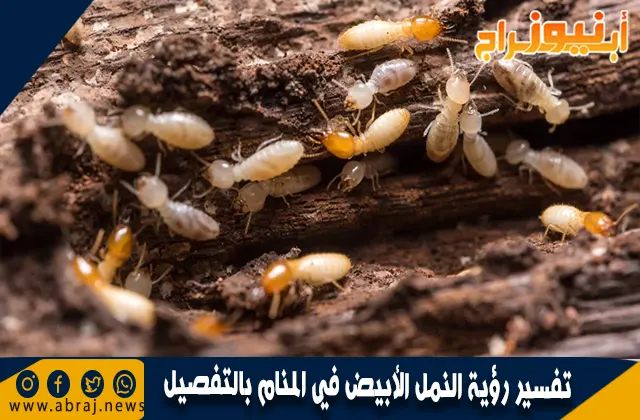 تفسير رؤية النمل الأبيض في المنام بالتفصيل