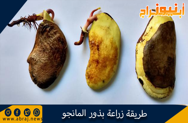 طريقة زراعة بذور المانجو