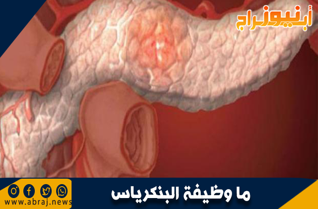 ما وظيفة البنكرياس
