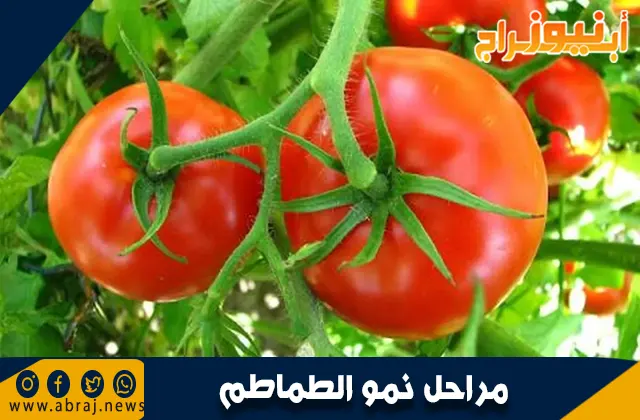 مراحل نمو الطماطم