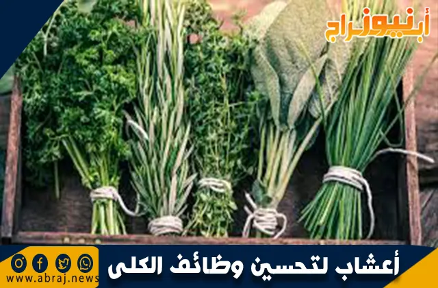 أعشاب لتحسين وظائف الكلى