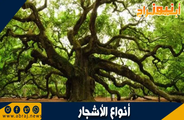 أنواع الأشجار: دليل شامل
