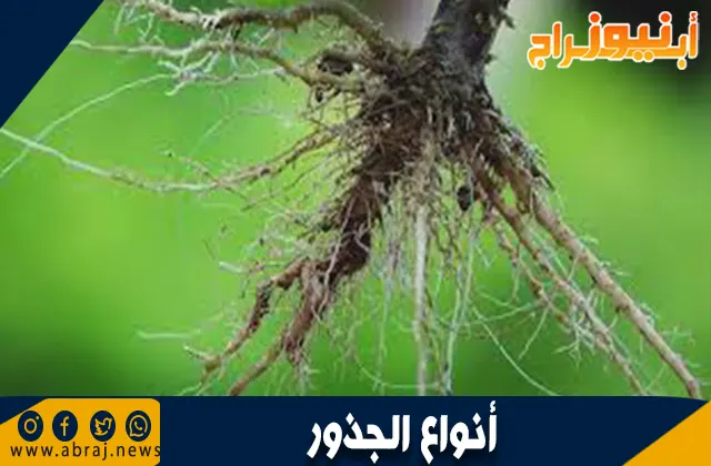 أنواع الجذور في النباتات: دليل شامل