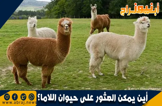 أين يمكن العثور على حيوان اللاما؟