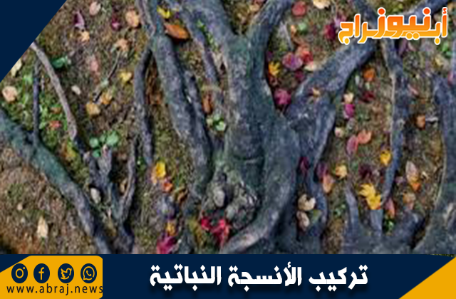 تركيب الأنسجة النباتية