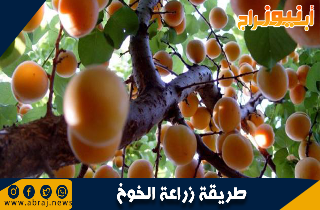 طريقة زراعة الخوخ