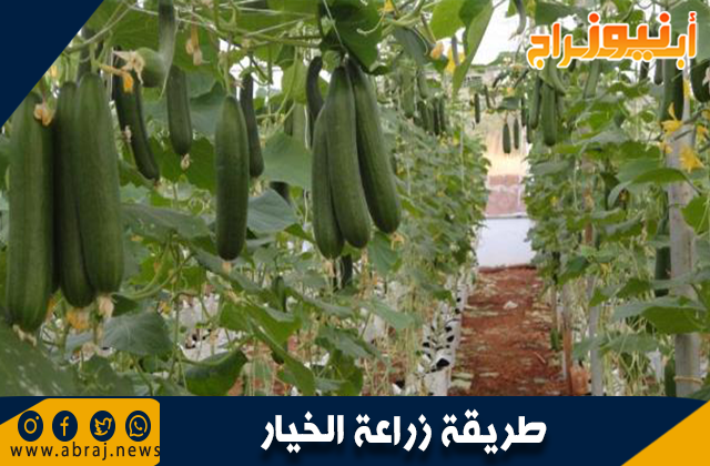 طريقة زراعة الخيار