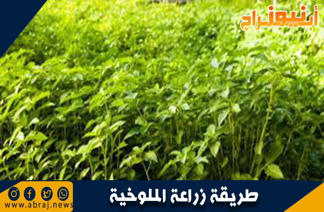 طريقة زراعة الملوخية