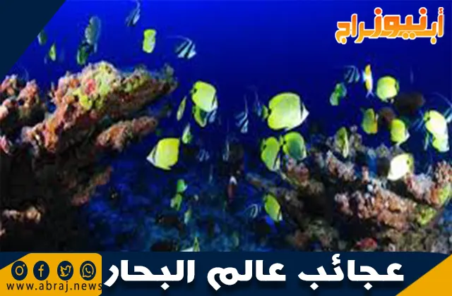 عجائب عالم البحار: أسرار الحياة تحت الماء