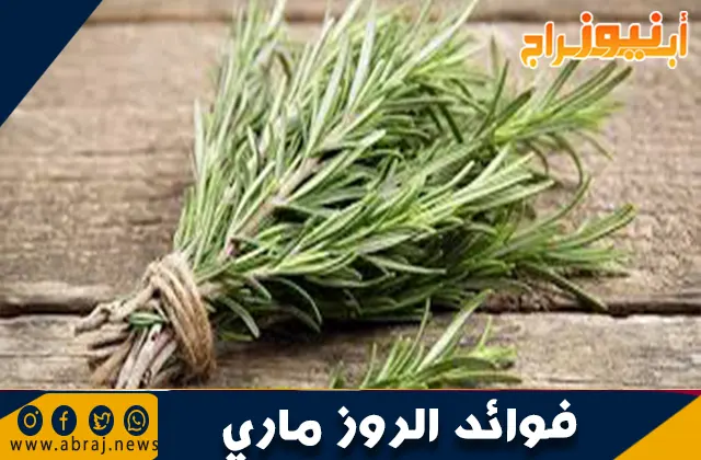 فوائد الروز ماري: نبتة سحرية لصحة الجسم والعقل