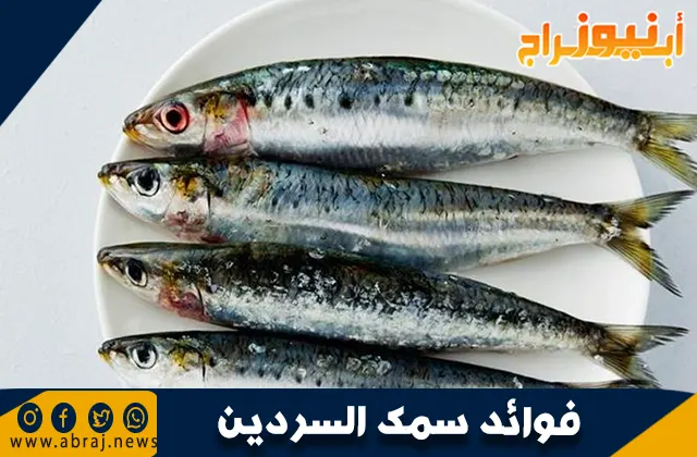 فوائد سمك السردين: غذاء صحي غني بالعناصر الغذائية