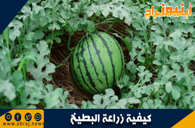 كيفية زراعة البطيخ