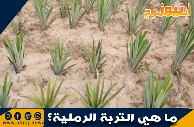 ما هي التربة الرملية؟