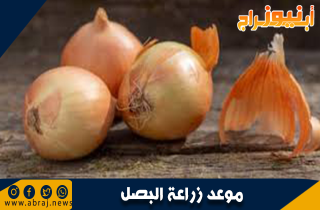موعد زراعة البصل