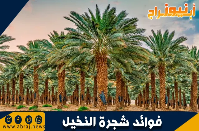 فوائد شجرة النخيل: رمز العطاء والحياة في الطبيعة