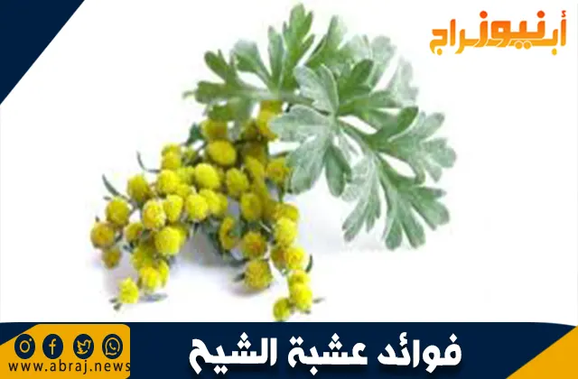 فوائد عشبة الشيح: نبات طبي بخصائص مذهلة