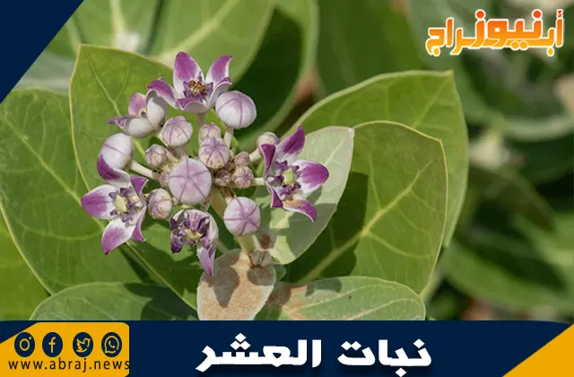 فوائد نبات العشر: كنز طبيعي بفوائد صحية متعددة