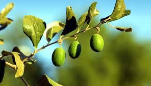 أضرار شرب السدر وتأثيره على الصحة