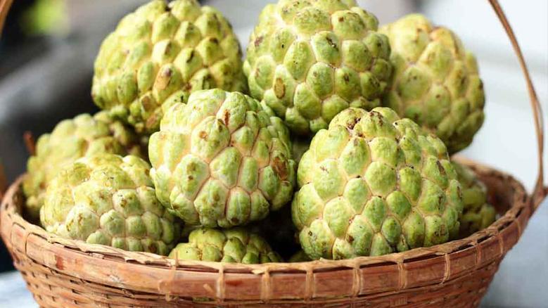 فاكهة القشطة في مصر: كنز غذائي وعلاجي من الطبيعة