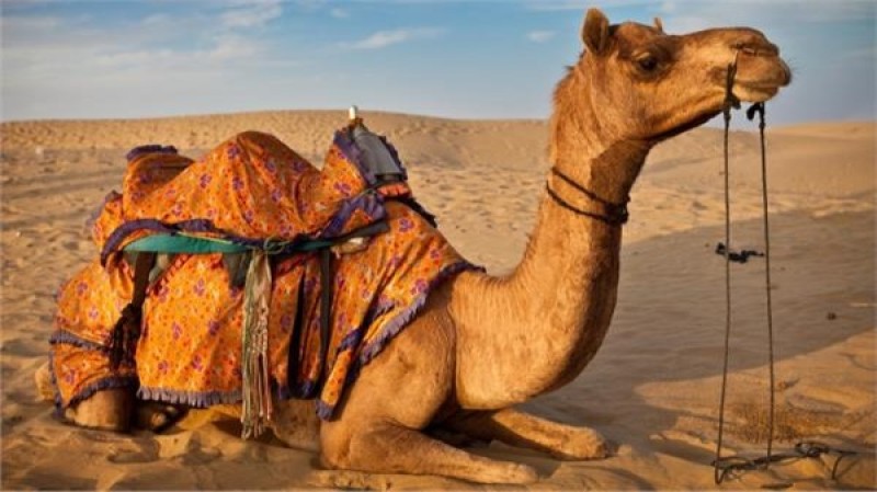 تفسير الجمل في الحلم: دلالات ورموز ومعانٍ مختلفة