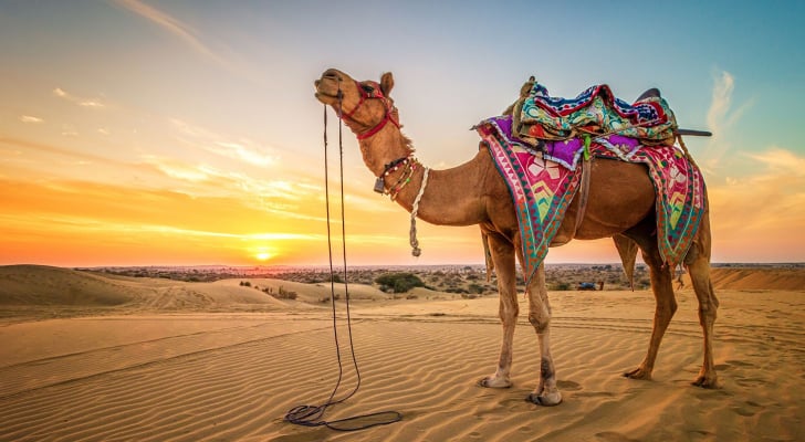 تفسير حلم رؤية الجمل في المنام ودلالاته المختلفة -ابراج نيوز