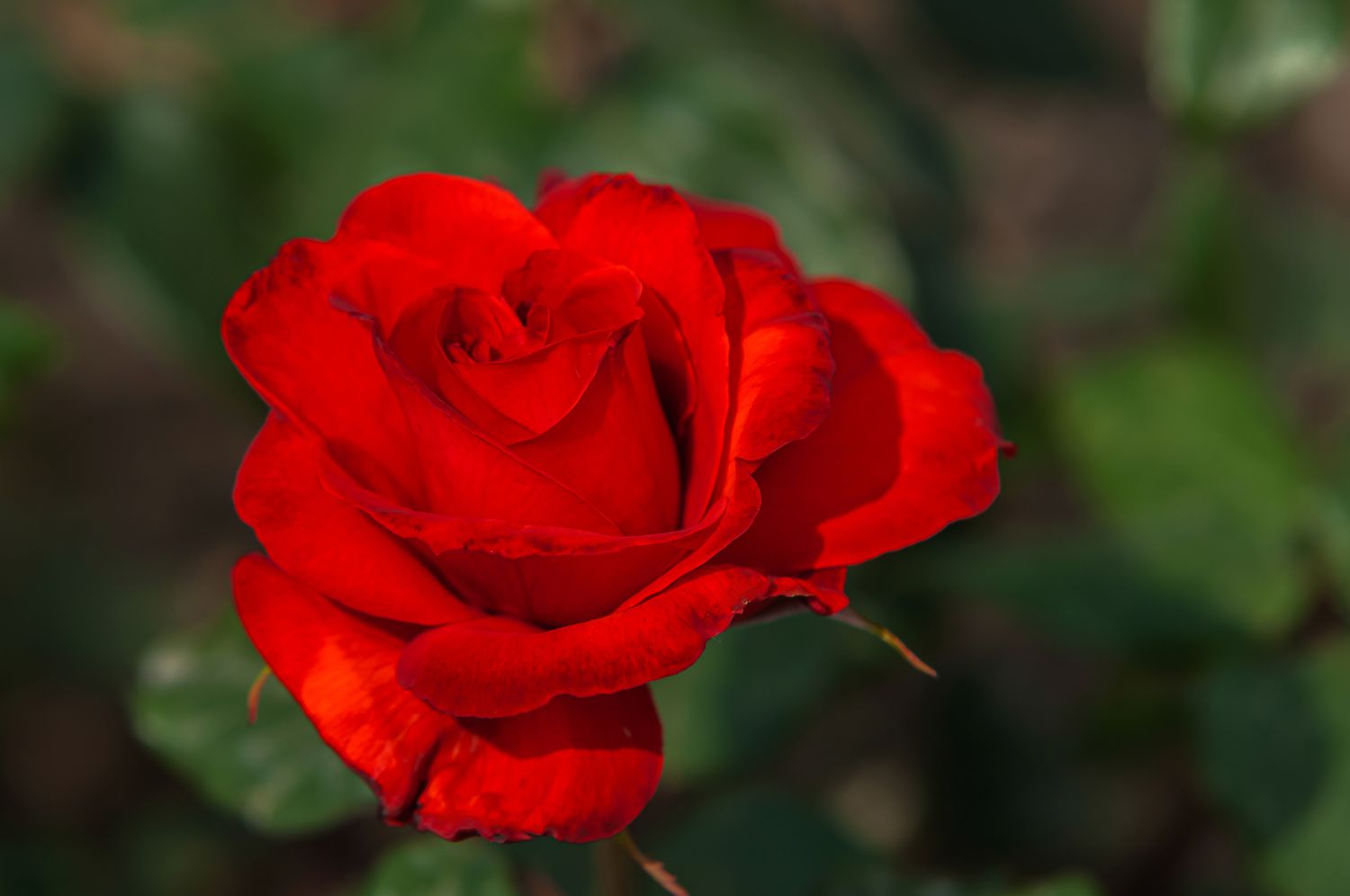 الوردة التي لم تذبُل 🌹 | قصة قصيرة مؤثرة عن الوفاء والامتنان بين الطالبة ومعلمتها