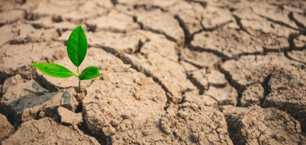 النباتات الصحراوية وطرق تكيفها مع الجفاف