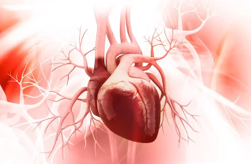 استخدام الأعشاب في دعم صحة القلب والشرايين