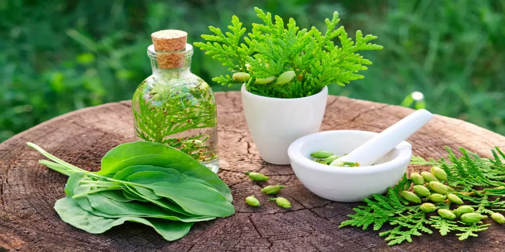 أعشاب تحارب الإجهاد التأكسدي وتحمي الخلايا