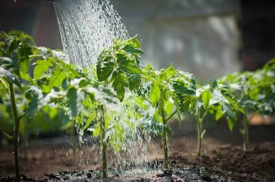أفضل طرق ريّ النباتات دون الإفراط أو التسبب في تلف الجذور