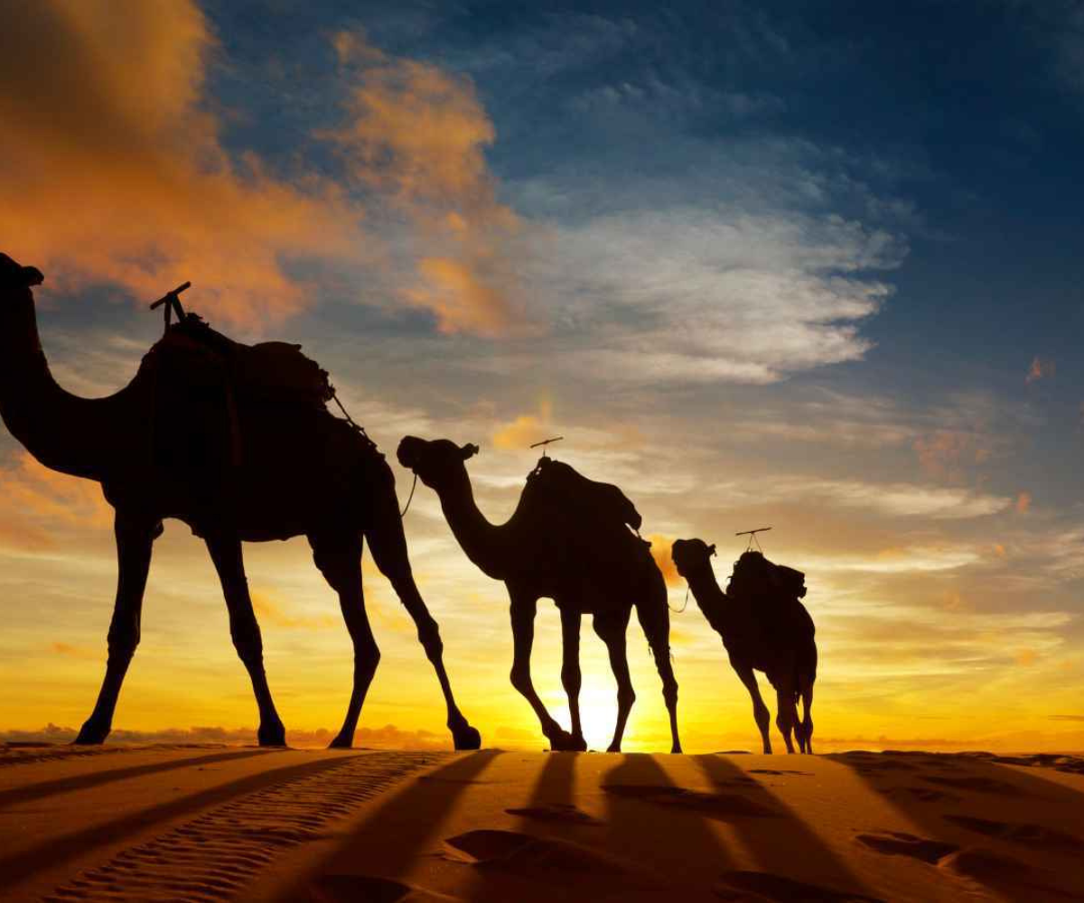 تفسير رؤية الناقة في المنام بالتفصيل