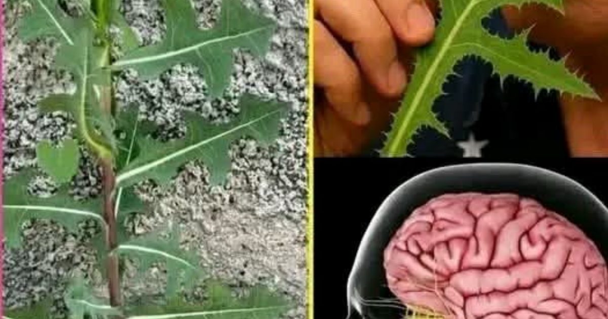 إذا رأيت هذه النبتة تنمو بجانب الطريق أو في حديقتك، فأنت تمتلك دواء وعلاج طبيعي دون ان تدري… عرض المزيد