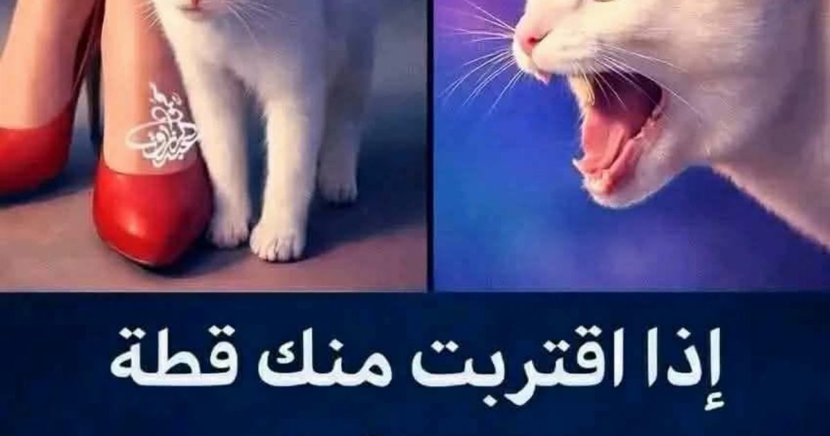 إذا اقتربت منك قطة.. فهذا يعني أن هناك رسائل من الله لك