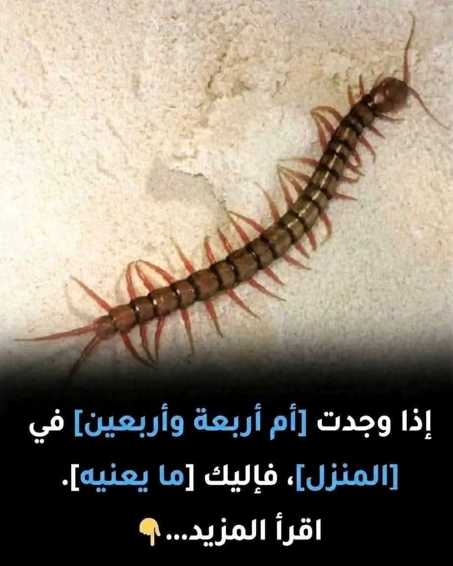 ماذا يعني وجود حشـ.ـرة "أم أربعة وأربعين" في المنزل؟ وهل لها ضـ.ـرر وم