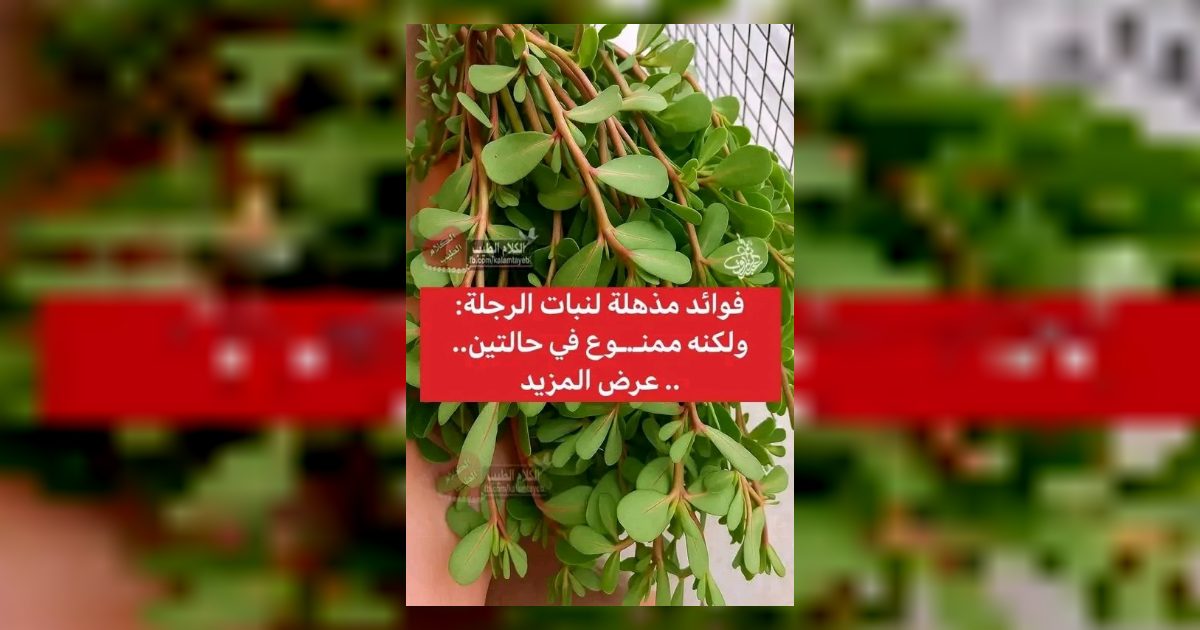 4 فوائد مذهلة لنبات الرجلة: ولكنه ممـ.ـنوع في حالتين.. عرض المزيدمن هنا