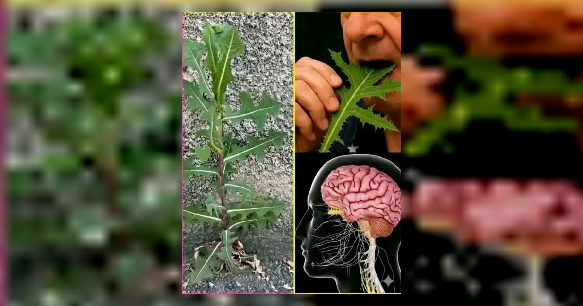 اذا رايت هذه النبته