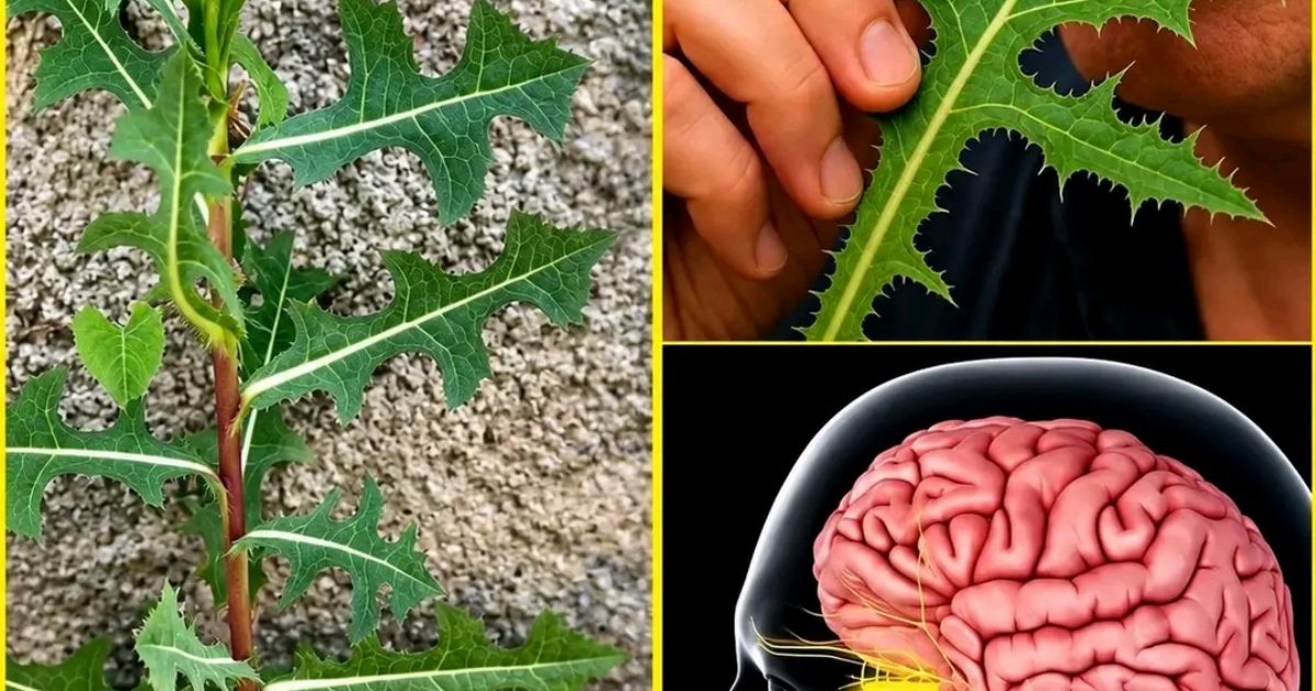 إذا رأيت هذه النبتة تنمو بجانب الطريق أو في حديقتك، فأنت تمتلك دواء وعلاج طبيعي دون ان تدري… عرض المزيد