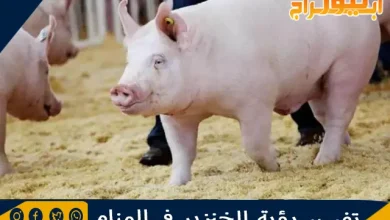 تفسير رؤية الخنزير في المنام