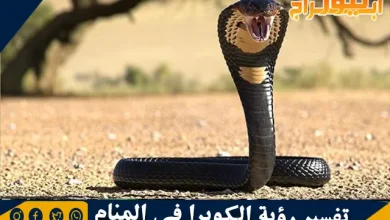 تفسير رؤية الكوبرا في المنام وحلم هجوم أفعى الكوبرا